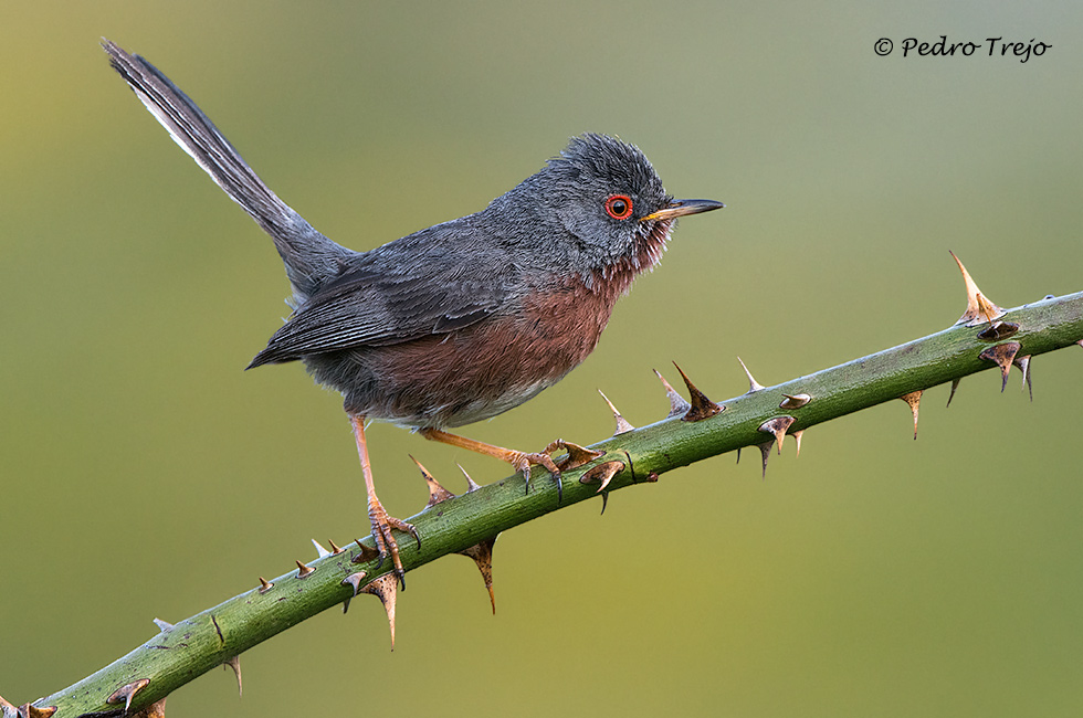 Curruca rabilarga (Sylvia undata)